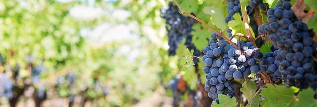 【精简版】流畅的Web漏洞扫描工具